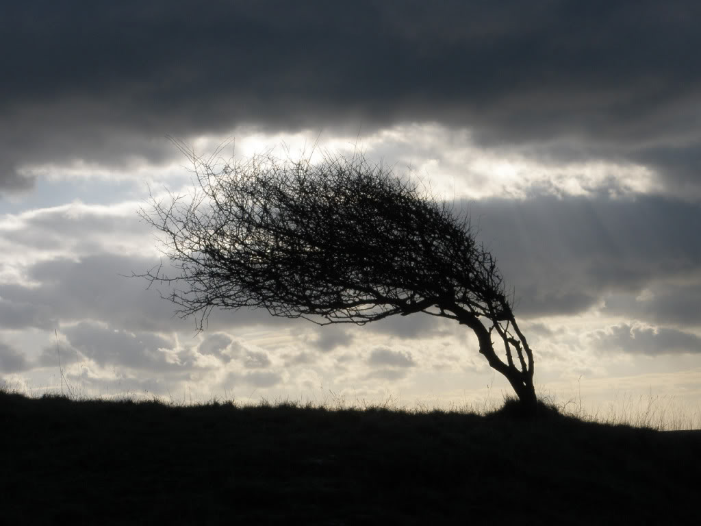 Bending with the wind